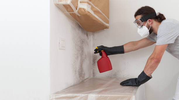 Professional Attic Mold Removal technician working in Dunellen, NJ