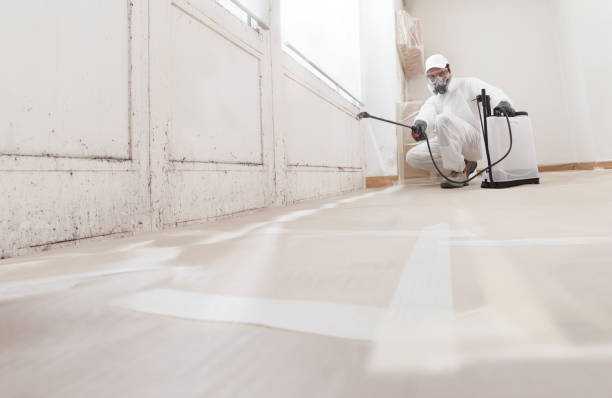 24/7 Emergency Attic Mold Removal experts in Dunellen, NJ