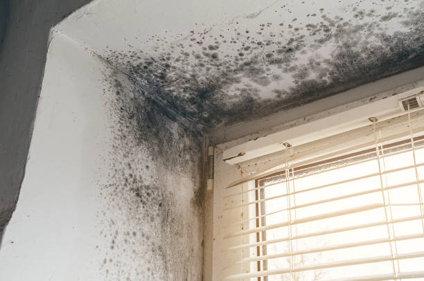 Affordable Attic Mold Removal solutions in Dunellen, NJ
