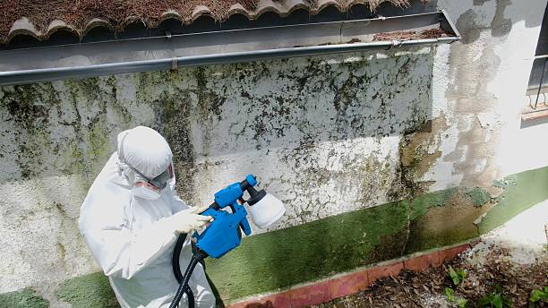 Top rated local Attic Mold Removal specialists in Dunellen, NJ